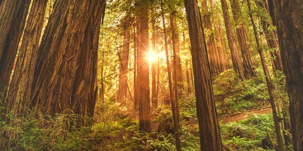 I Spent 25 Years Watching What Lasts